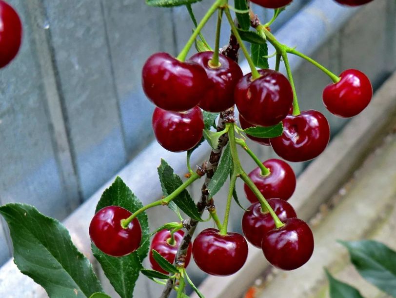 Вишня домашняя фото Вишня домашняя фото