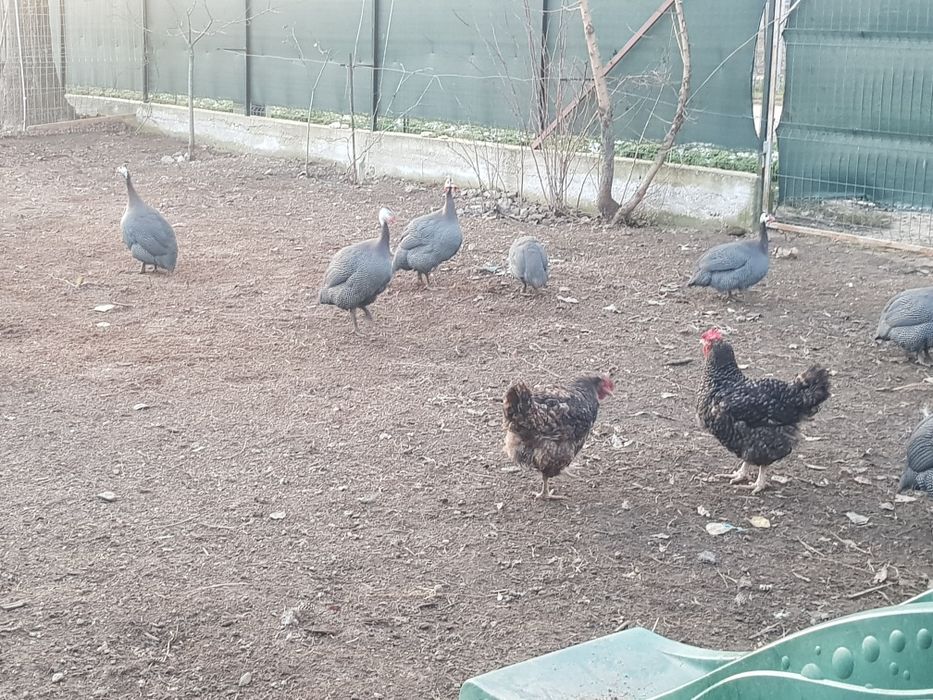 Vand bibilici tinere