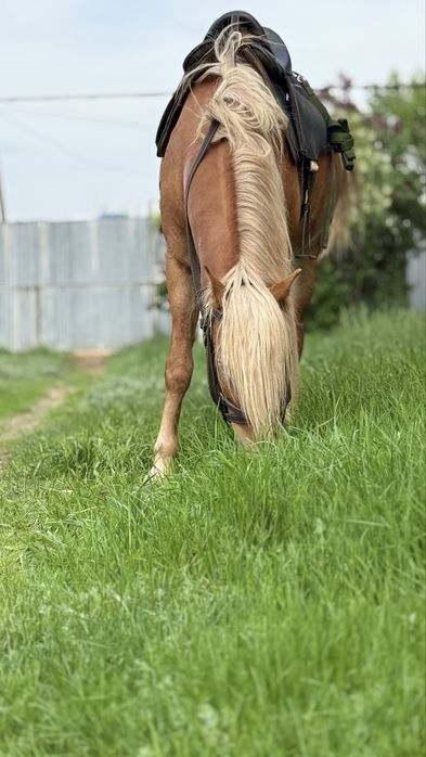 Продаётся жеребец! Айғыр!