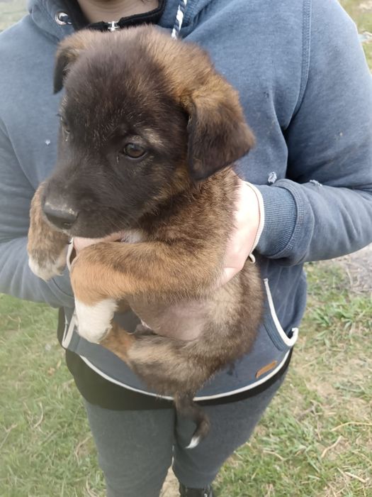 Catelusi spre adoptie