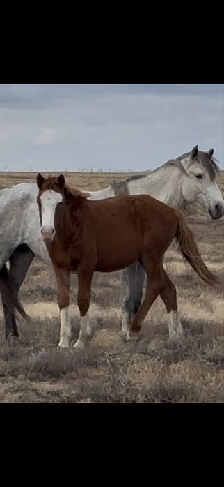 Продам жабагы оптом 220 тыс