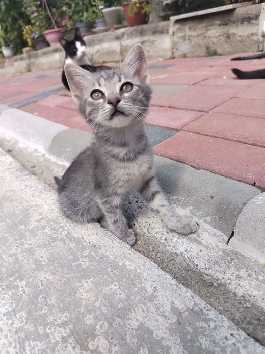 Spre adopție – 2 pisicuțe adorabile!