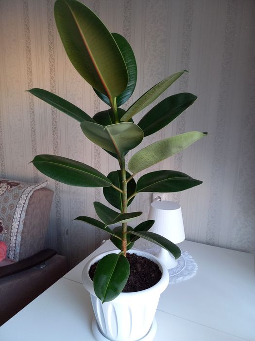 Фикус каучконосный