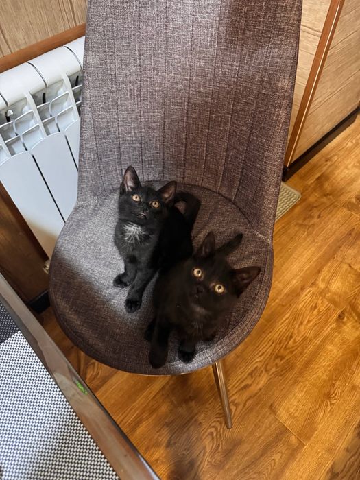 Котята около 2,5 месяцев