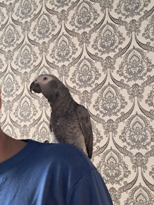 Продам Попугая Жако