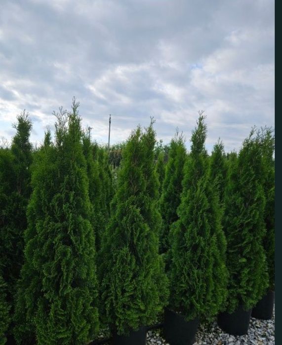 Vand plante ornamentale