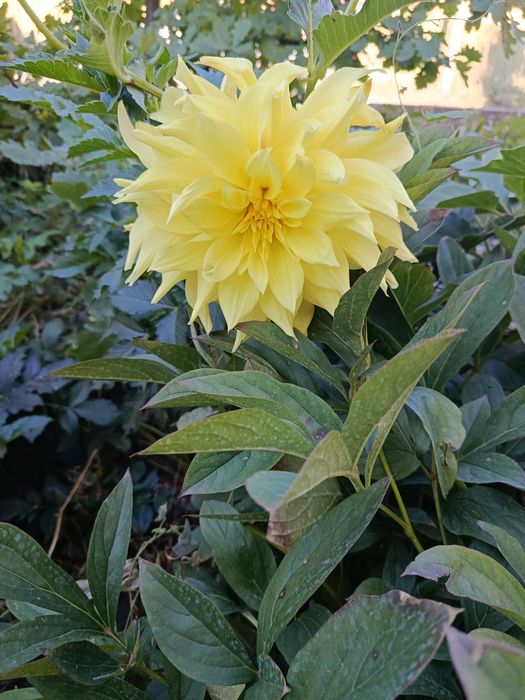 Продам клубни георгин