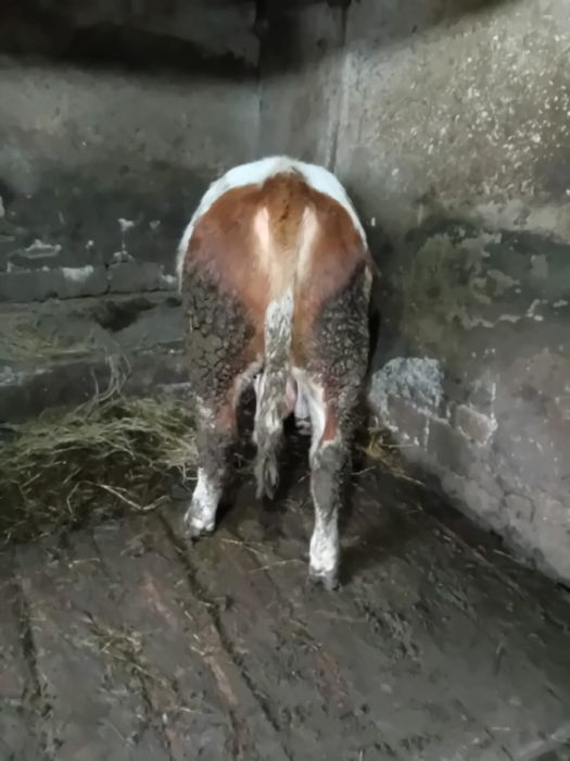 De vanzare taur baltata romaneasca