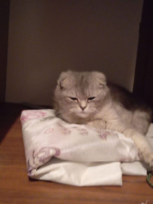 Шотландский мысық