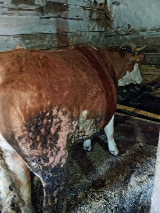 Vând două juninci, preț pe bucată