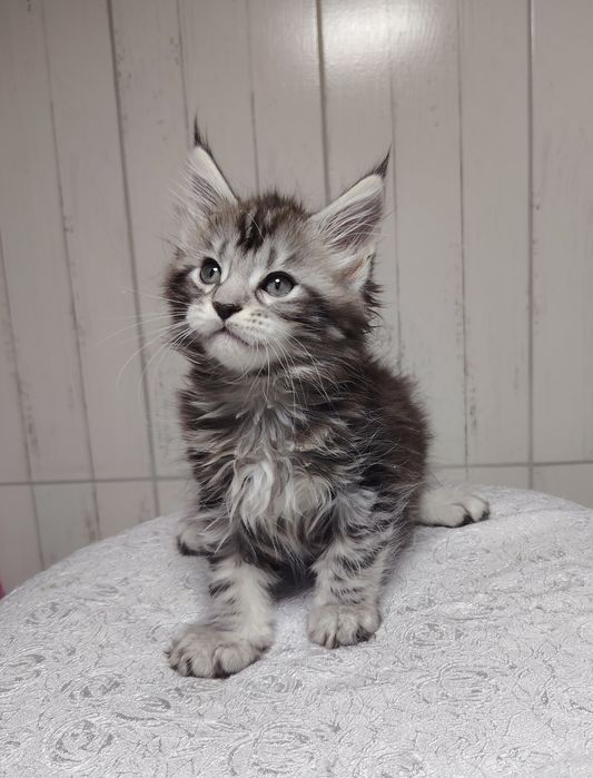 Котята мейнкун полтора месяца