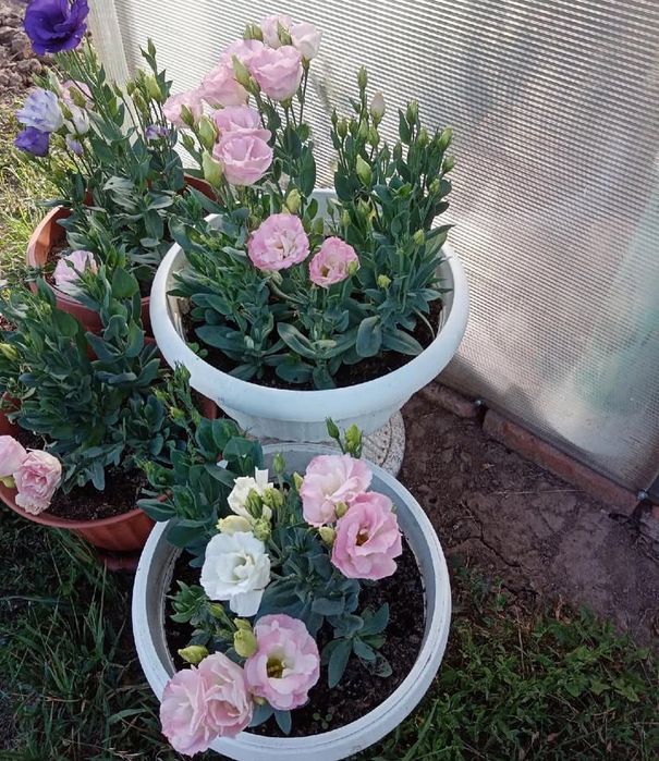 Саженцы эустомы , ирланская роза