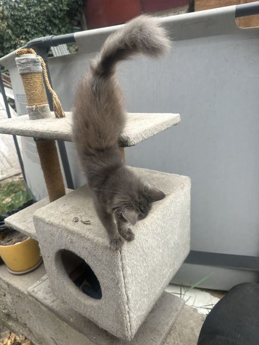 Отдаем котенка британца в добрые руки