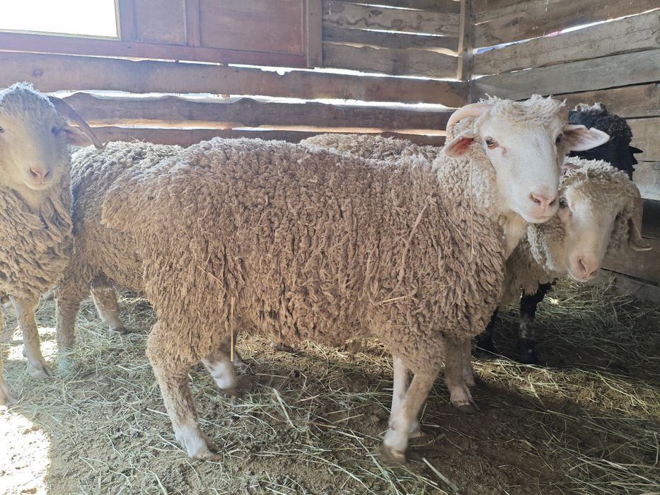 Кой токты сатылымда,