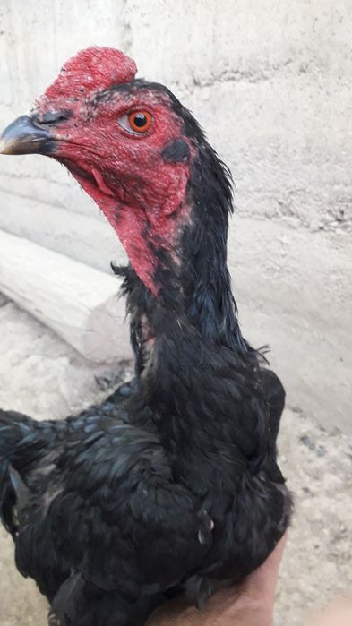 Хуроз товуклар сотилади