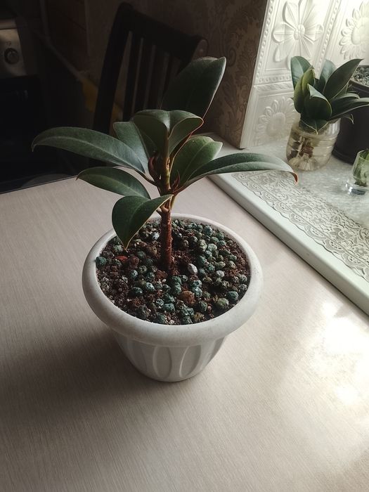 Фикус каучуконосный продам