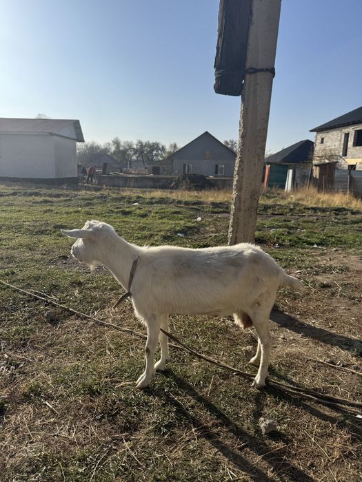 Ешкі сатылады сүтті