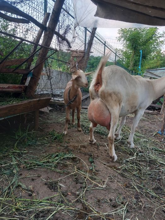 Iada de vanzare din tată Anglo Nubian  și mamă Saanen.