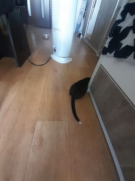 Бесплатно котенок