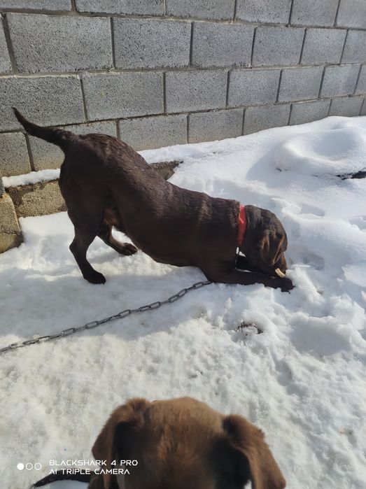 собака лабрадор домашняя