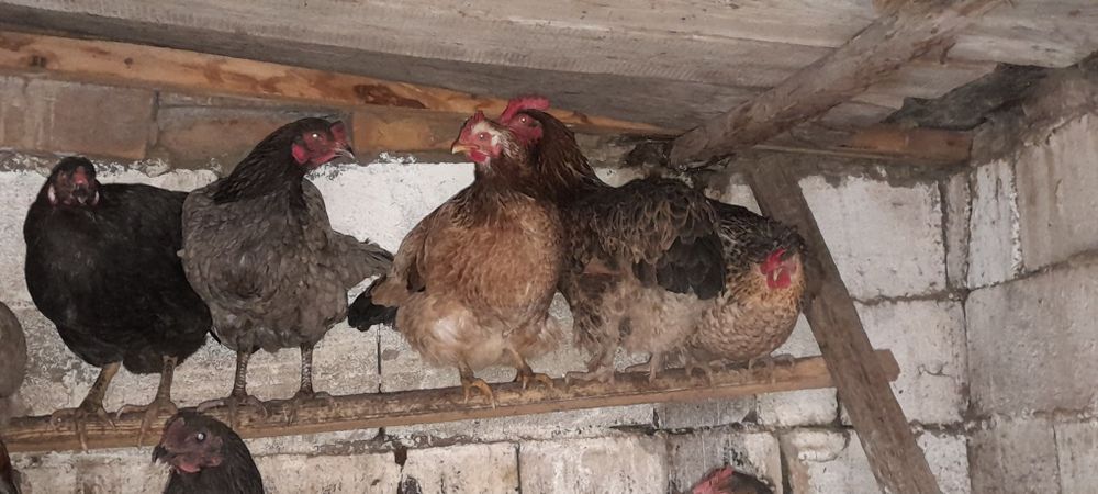 Яйца инкубационные