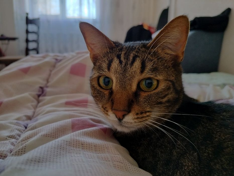 Пропал домашний кот