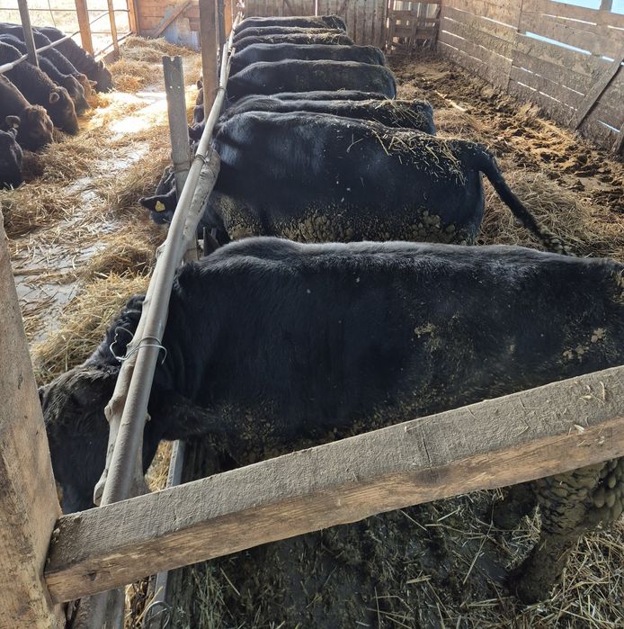 Vand 15 tauri Angus