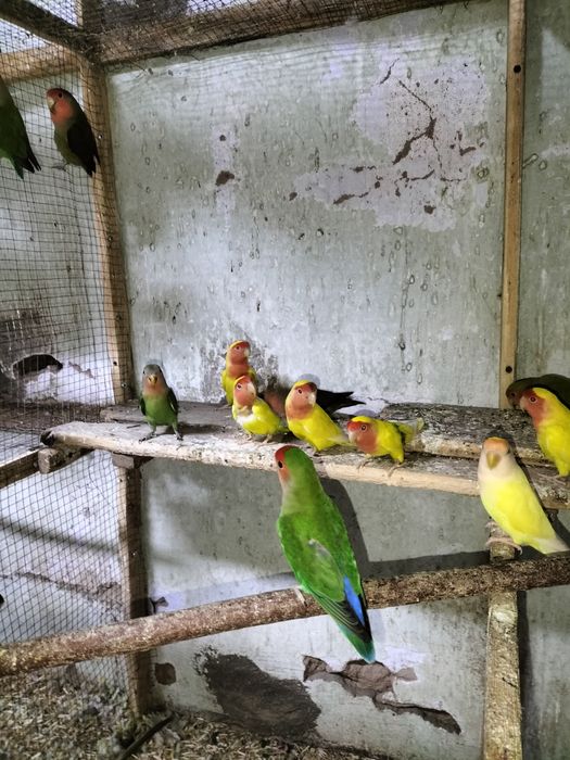 Хар хил кушлар сотилади