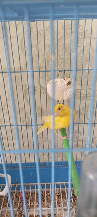 Тайор канарейка  2 yosh мода barter xam bor nariga