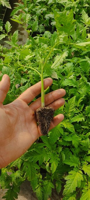 Bachki koʻchat sotiladi alamina nav