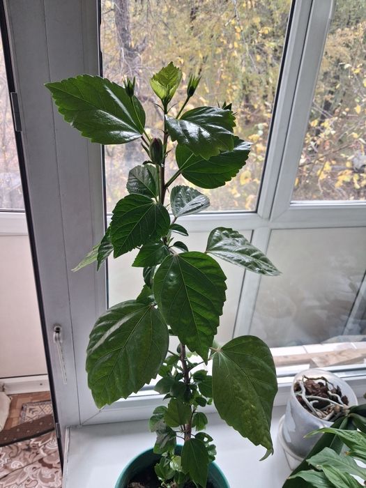 Китайская  роза.