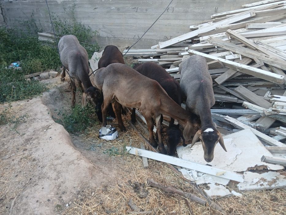 Qirgiziston qozi qochqorla 4200 dan