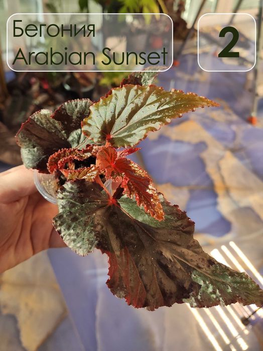 Бегония аравийский закат (Arabian Sunset)