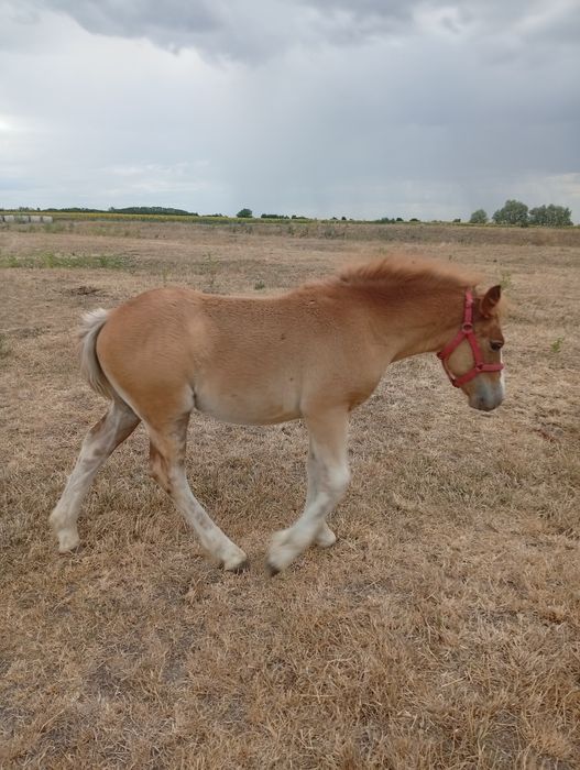 Vând mânza sárga