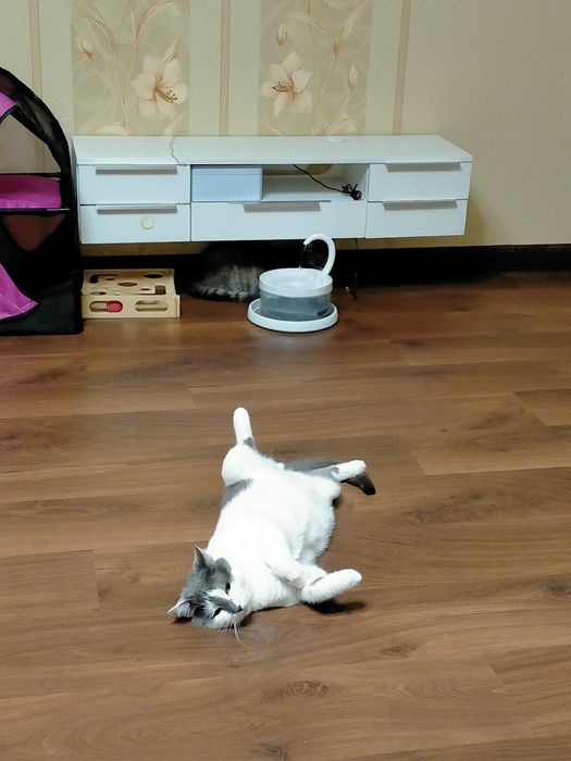 Домашняя передержка для кошек