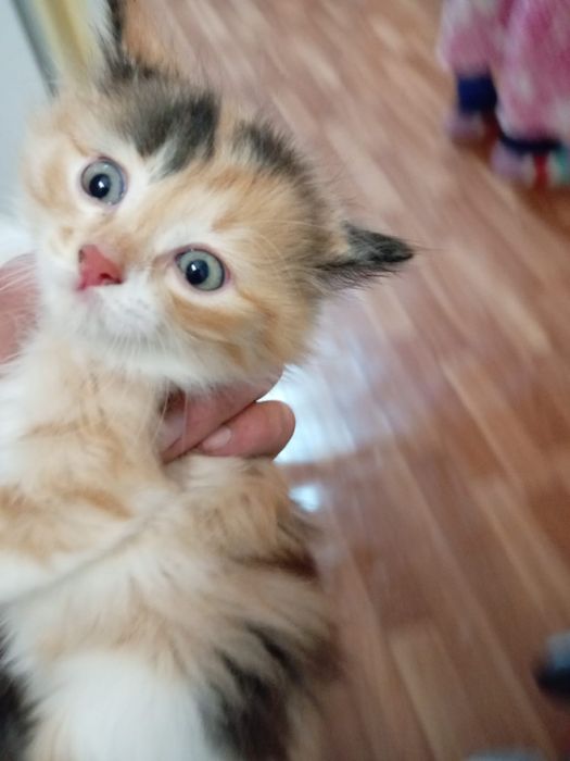 Котёнок девочка малышка