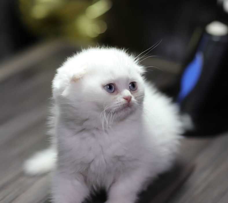 Котята скотиш фолд