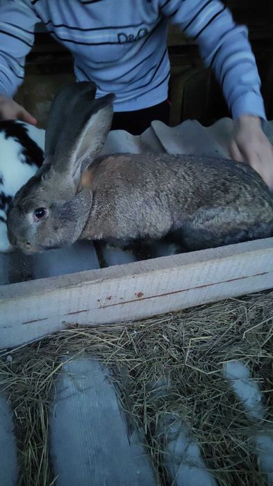 Кролики - продам