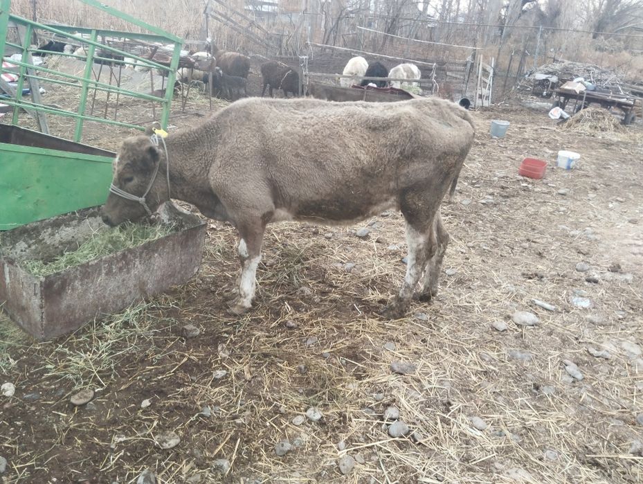 Сиырлар сатылады