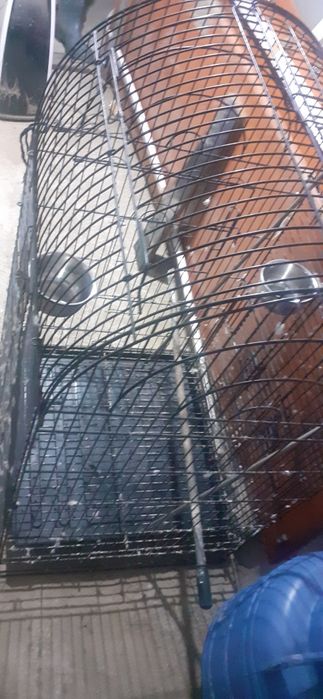 Colivie papagali mare