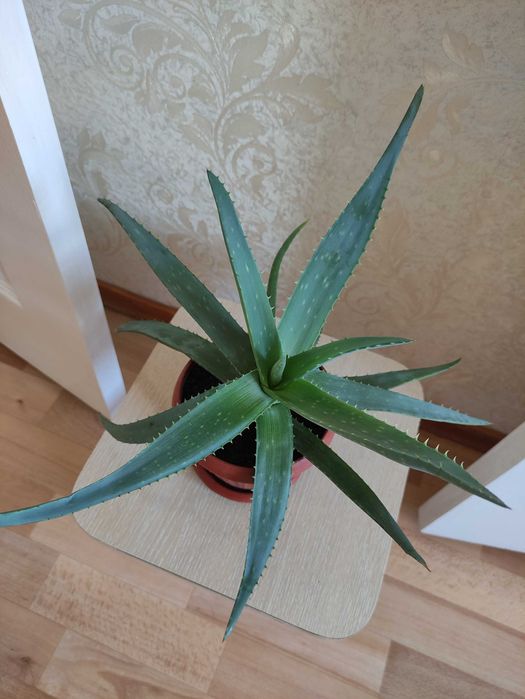 Алоэ лечебное по 2500