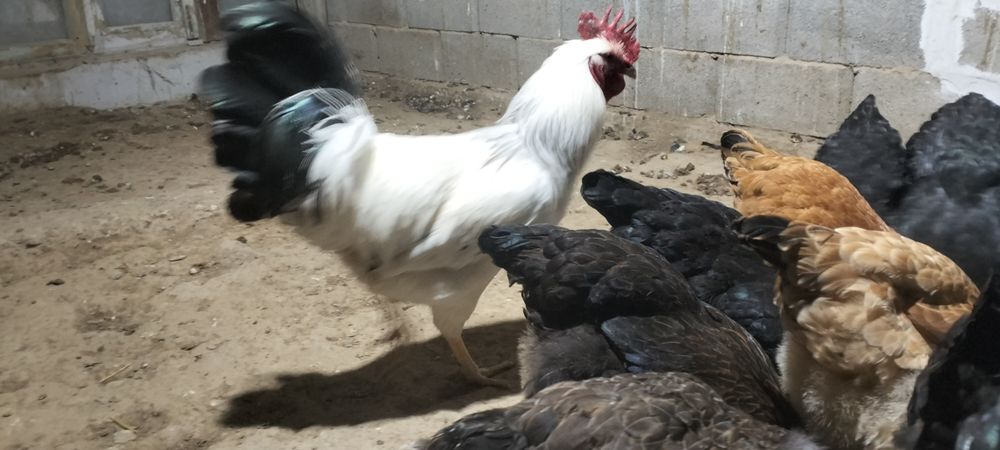 Адлер қораз сатам