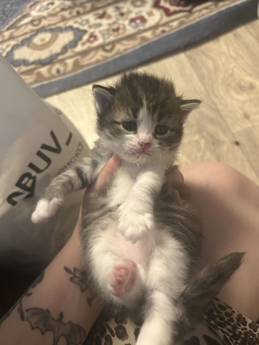 Бронь котят в добрые руки