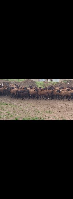 Гиссар козылы кой 150 бас