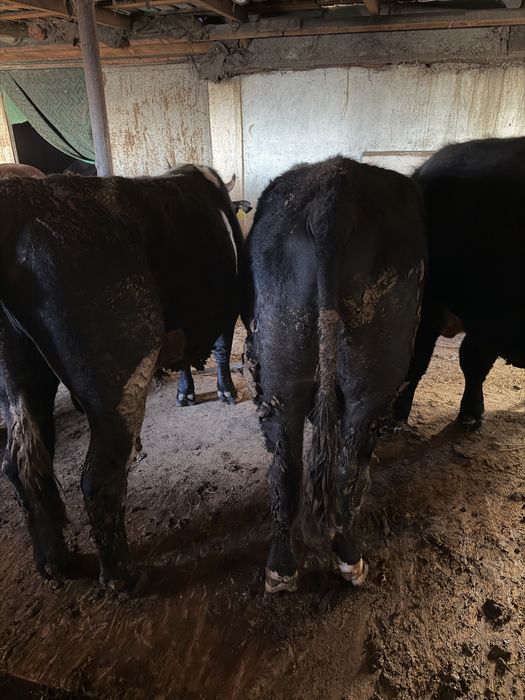 Продаются бычки с откорма