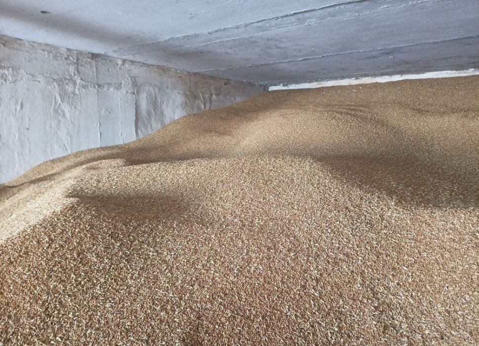 Бидай местный Жылга