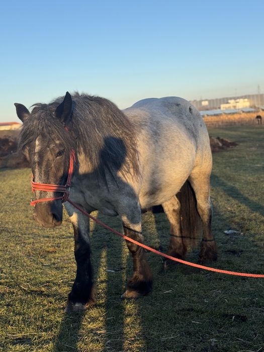 Manza gestanta muceda de 3 ani
