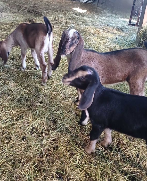 Продаются козлята