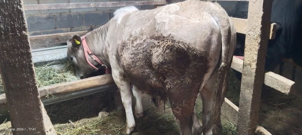 Продам два бычка породистых