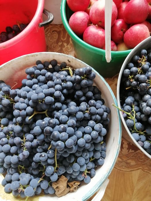 Продам виноград изабелла